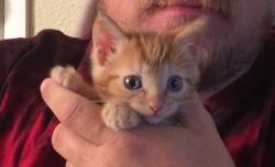 Female orange tabby kitten 11 months