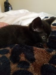 Kittens Need Homes for the Holidays
