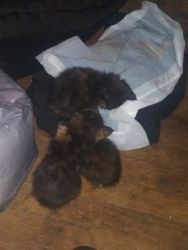Three 4 week old kittens with u