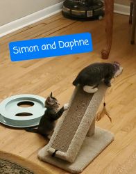 Daphne and Simon