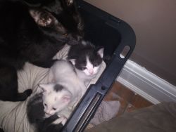 Kittens To Loving home only