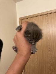 3 week kitten