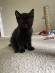 Black gorgeous kitten