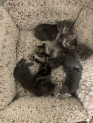 I have 6 kittens for sale