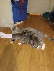 Cat and babies