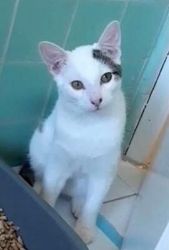 Domestic shorthair looking for home