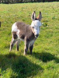 ADOPTION -Elisa pretty traditional 6 month old miniature donkey