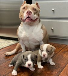 pittbull puppies for sale