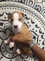 Puppies need a new home