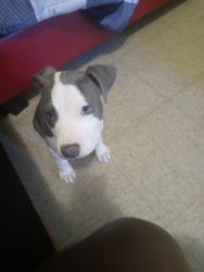 Puppy 4sell