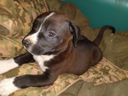 American Staffordshire terrier male