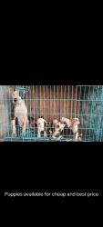 Puppies for Sale in Mysore