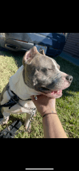 Bully dog for sale