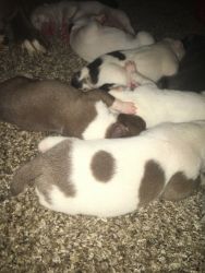 Puppies for sale in the next 5 weeks
