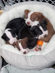 Beautiful American staffordshire bull terrier puppies
