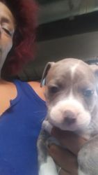 Blue Nose Pit Bull Puppies (MALES) FOR SALE