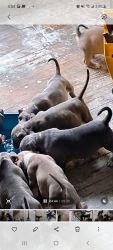Puppies forsale