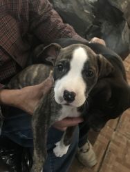 Two pitbull puppies for sale