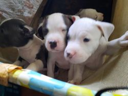 American staffordshire Terrier