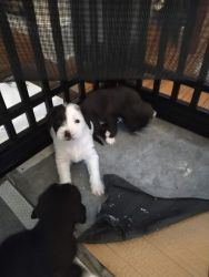 Playful pups looking for home