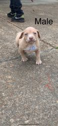 8wk old American Staffordshire puppies
