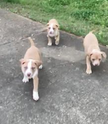 8wk old American Staffordshire pups