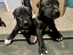 Cute 8 week old Pitbull/Staffy puppies ❤️