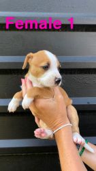 Pitbull mix puppies
