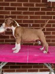 Puppies for sale AKC Register