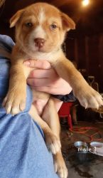 Husky/American Stafforshire Terrier