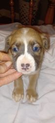 6 American Staffordshire pitbull puppies for SALE