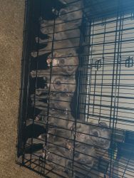 American stafforshire terrier puppies!!