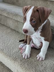 9 week pitbull puppy