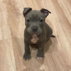 Cute American Staffordshire Bull Terrier puppies