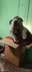 Pitbull puppy sale. Super quality color white and black⚫