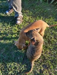 Brindel and Fawn Bully Pit puppies