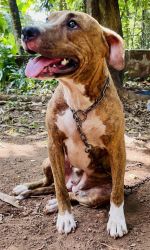 American Staffordshire terrier 9 months old puppy for sale