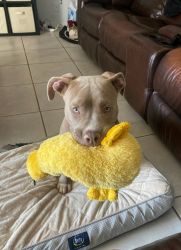 5 Month American Staffordshire Terrier