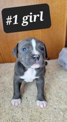 Beautiful Strong Pittie Puppies