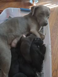 Pitweiler puppies for sale
