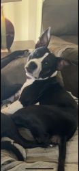8 month old AKC black and white female
