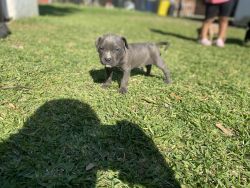 Pit bull Peres puppies for sale
