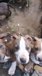 Stafford shire terrier blue nose pittbull puppies