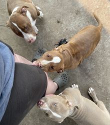 3 young pups looking for a loving home