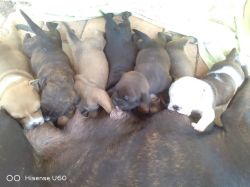 Staffie Puppies looking 4ever homes. 4 Femail 3 Males