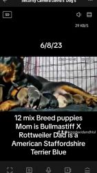 18 puppies for sale 2 litters