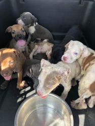 American staffy puppies ready for new homes