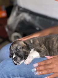 Puppies For Sell