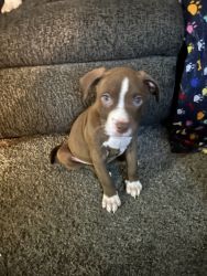 American staffordshire terrier pup full blooded