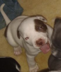 American Staffordshire bull terrier pups